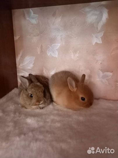 Карликовый кролик