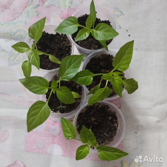 Рассада перца, баклажан, помидор