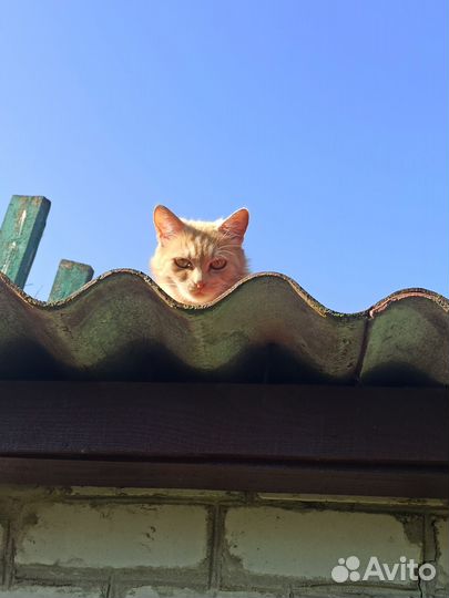 Спасите кошечку