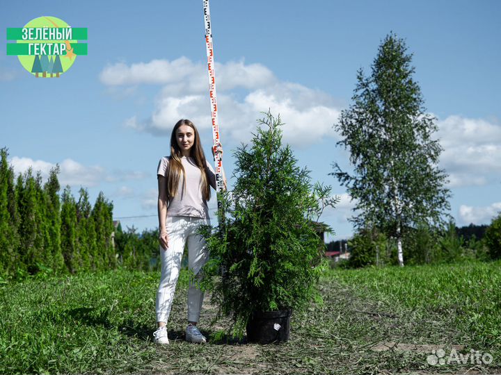 Туя брабант 120 см свежая копка 2023