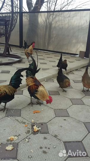 Куры бентамки