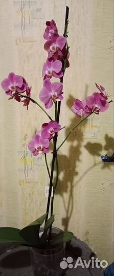 Орхидея фаленопсис Кобрион