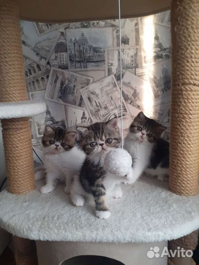 Котята экзоты