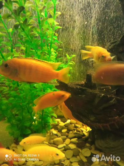 Рыба Цыхлиды