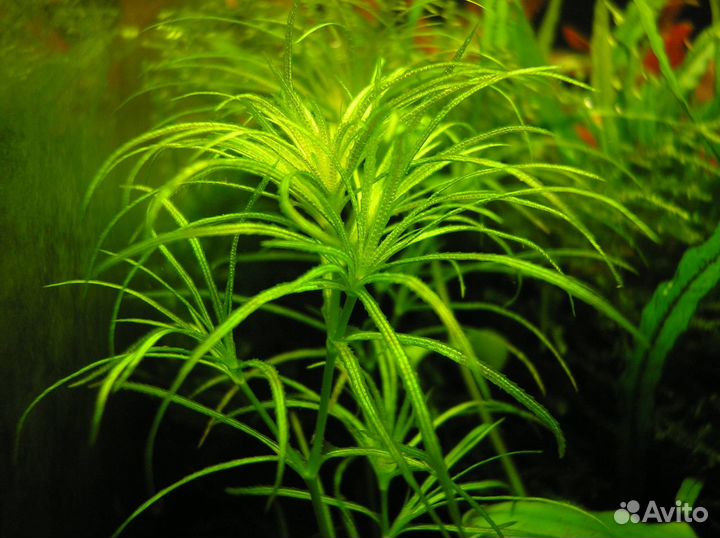 Наяс (наяда)