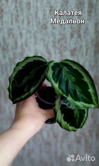 Комнатные цветы