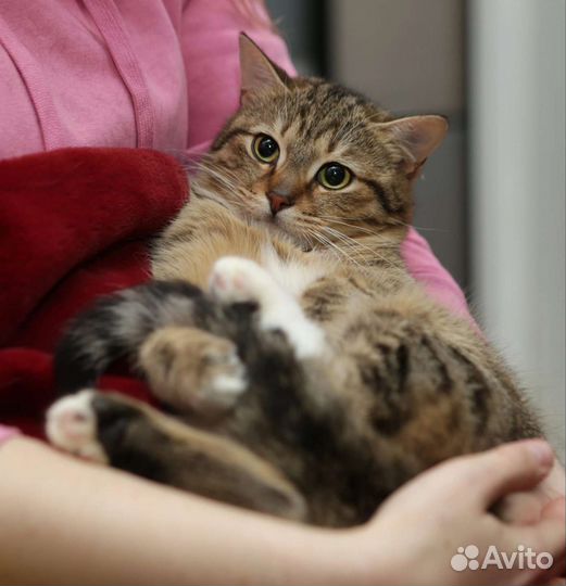 Плюшевый Тигрик в поиске дом