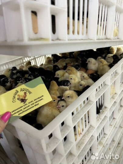 Белый бройлер, цыплята, цветной бройлер, индюки