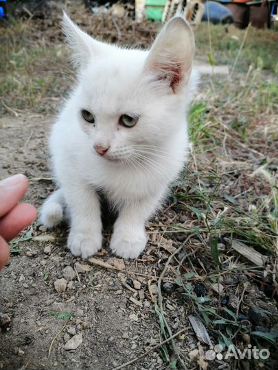 Кошка в добрые руки
