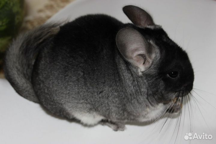 Шиншиллы / питомник