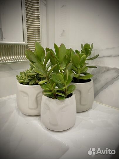 Денежное дерево толстянка