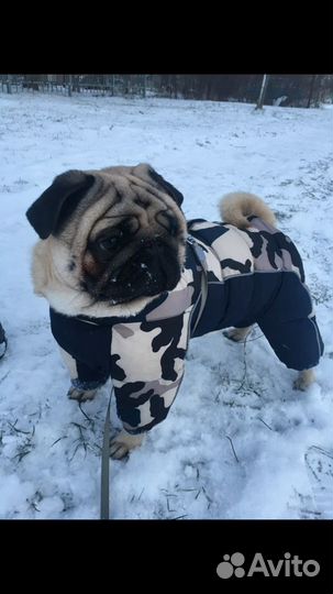 Мопс на вязку