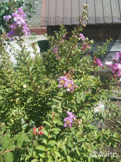 Лагерстремия