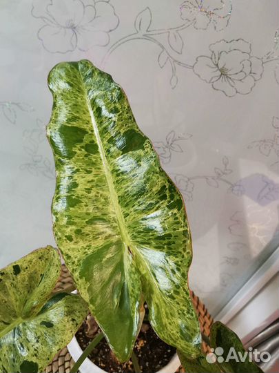 Филодендрон Paraiso Verde мраморный