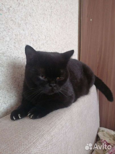 Вязка (британский кот)