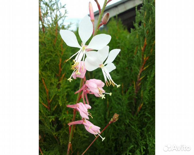 Гаура линдхеймера Sunset Dreams