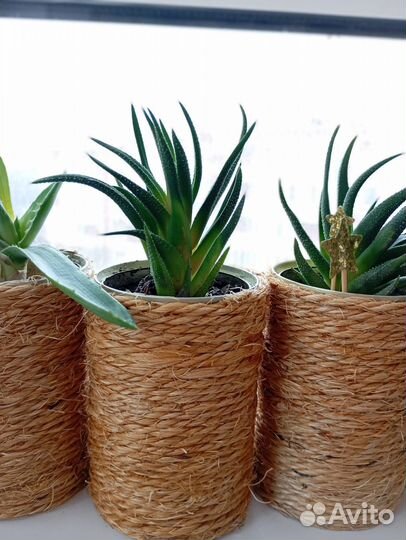 Комнатные растения разные Подарок на Новый год