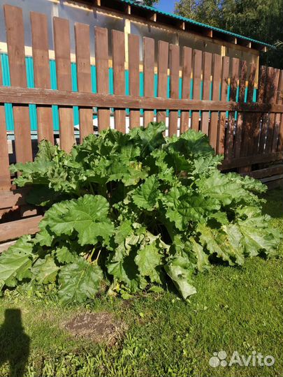 Саженец,корень ревеня