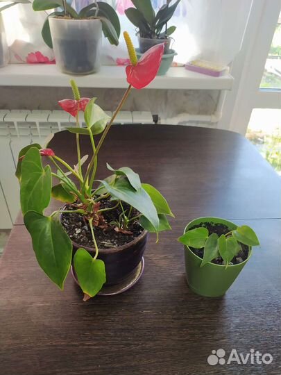 Комнатные цветы кротон, антуриум, и др