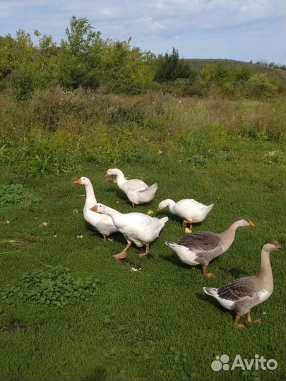 Продам семью гусей