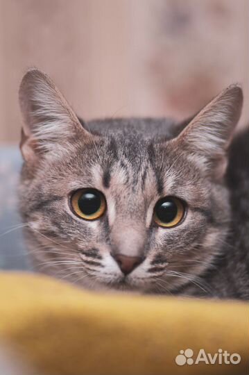 Кошечка в самые лучшие ручки