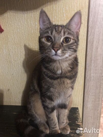 Кошечка Бусинка стерилизована