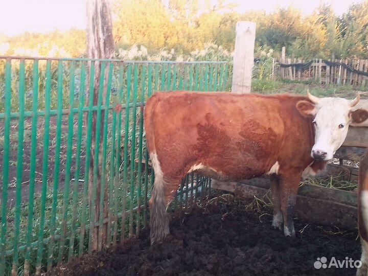 Коровы дойные молочные