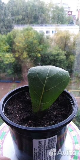 Фикус лирата