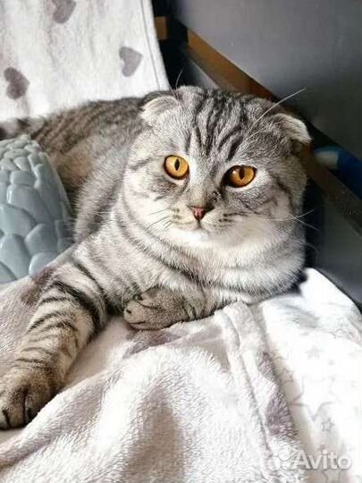 Вязка шотландский котик