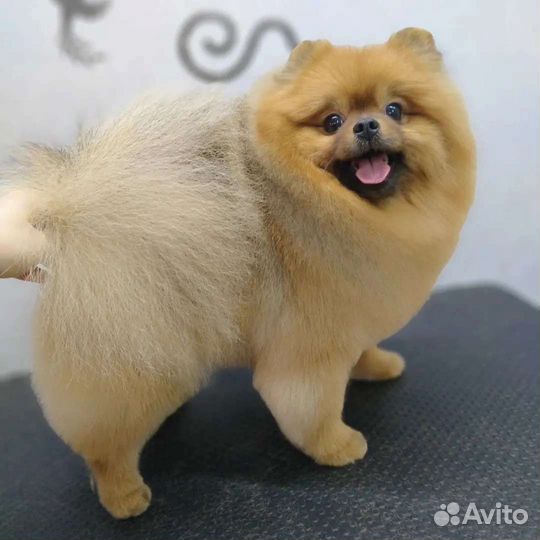 Стрижка собак и кошек