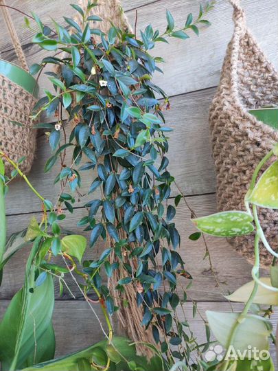 Ампельные растения, срезы