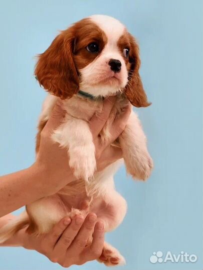 Кинг чарльз спаниель