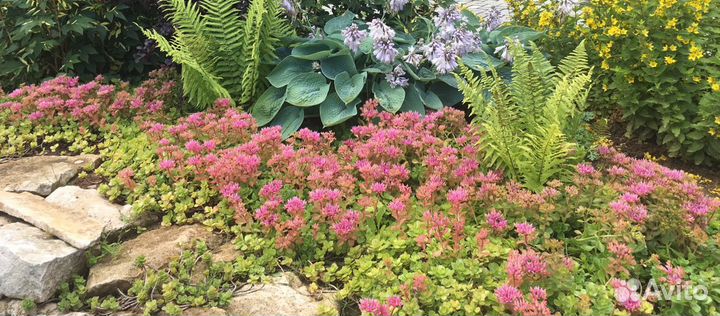 Флокс шиловидный и другие почвопокровные