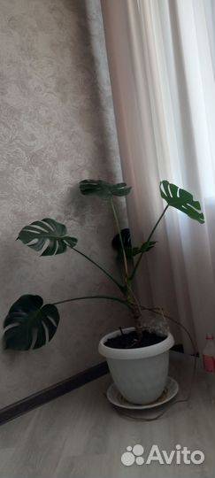 Комнатные цветы