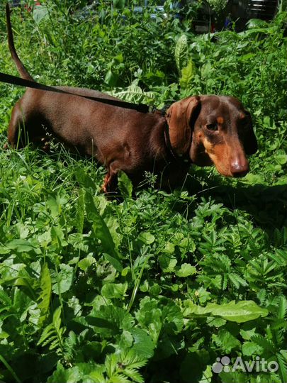Передержка собак/кошек, выгул, зооняня