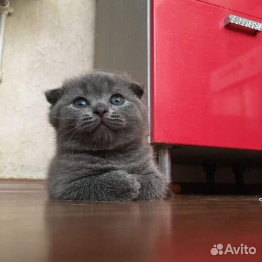 Продам котят
