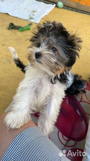 Бивер девочка