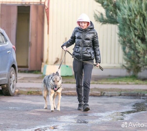 Ласковый, общительный Поль ищет дом