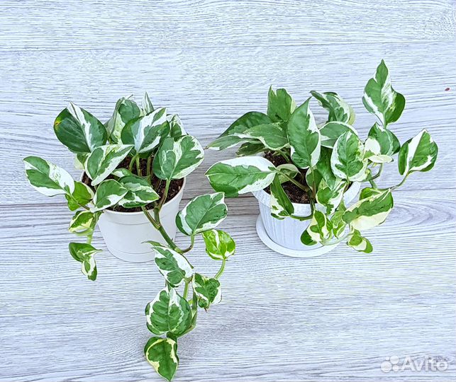 Эпипремнум