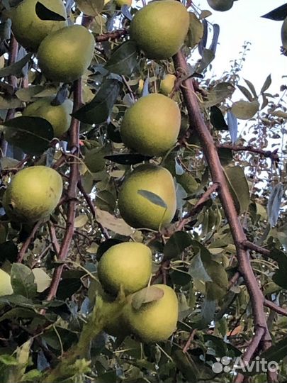 Груши яблоки