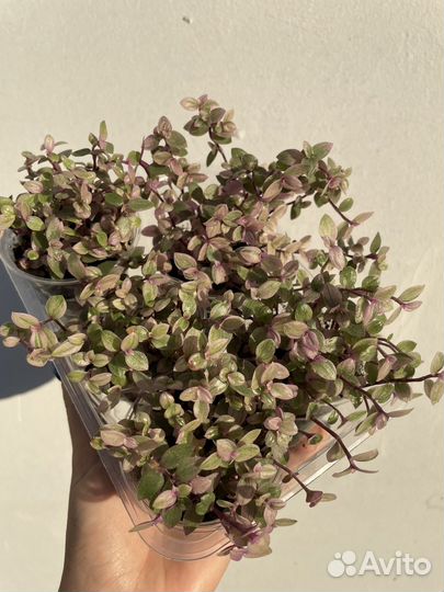 Каллизия - маленькая традесканция