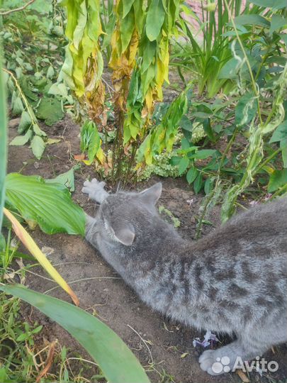 Котенок 5 мес Тимошка ищет семью