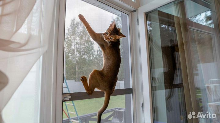 Москитные сетки антикошка на пластиковые окна