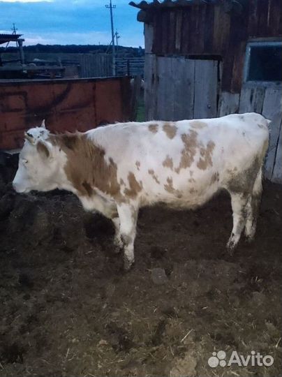 Продаются телки