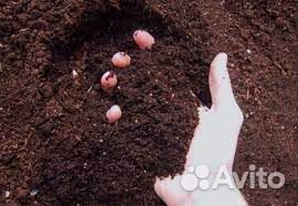 Плодородный грунт (соответствие всем стандартам)