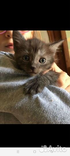 Кошка в дар бесплатно