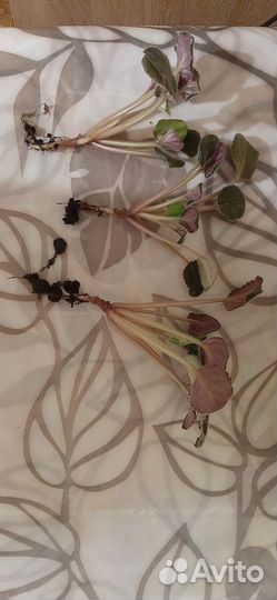 Сортовые фиалки