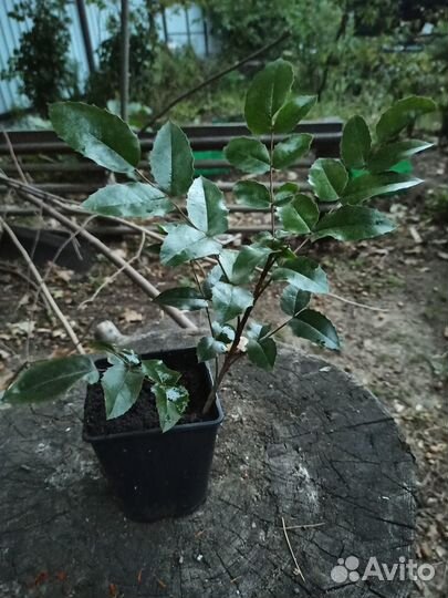 Алоэ, каланхоэ и др