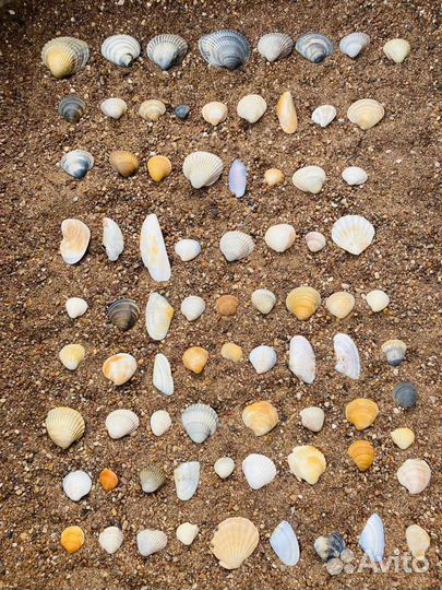 Морские ракушки