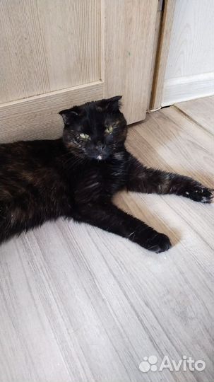 Кошки в добрые руки бесплатно